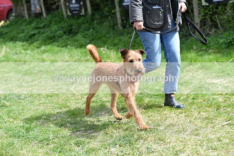 WJ5_0396 - Class 7 Best Terrier