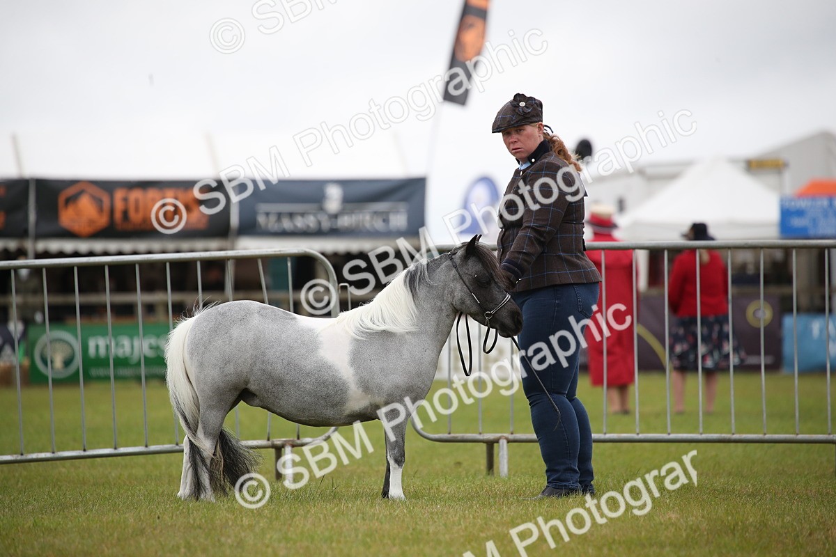 SBM_03861 - Class 23-25 - British Miniature Horse of the Year