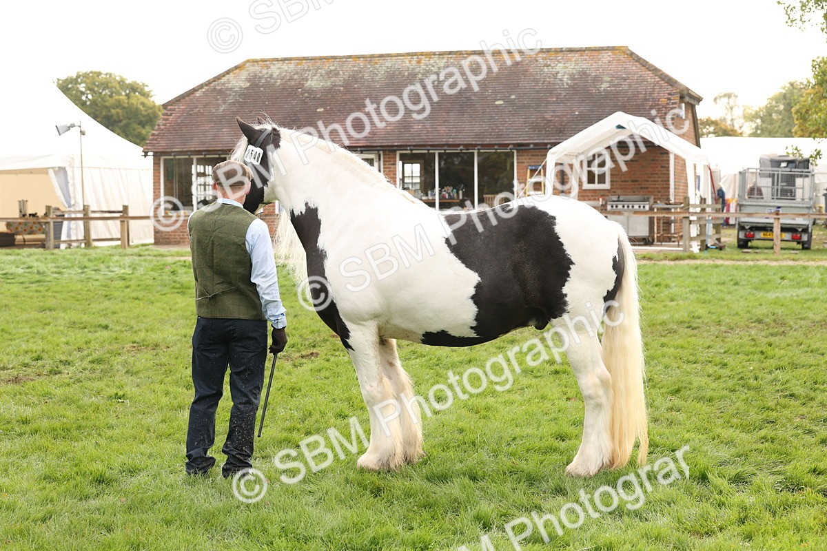 SBM_56806 - S54 - Piebald & Skewbald Horse In Hand