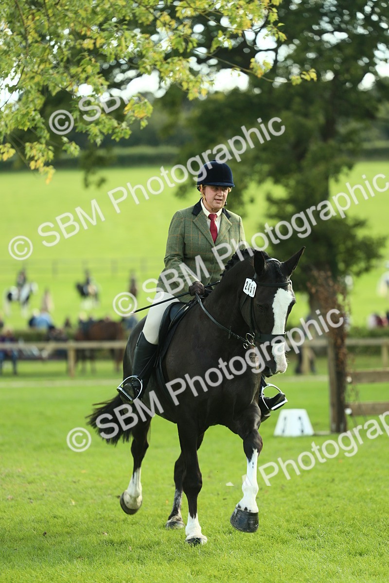 SBM_50698 - S33 - Working Hunter & Working Show Horse