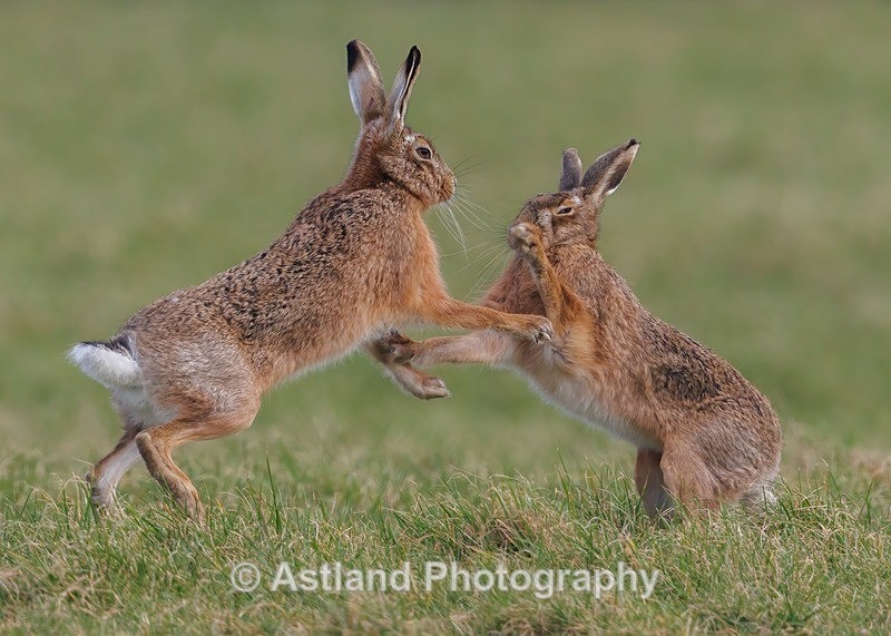 Brown Hare - Latest Images