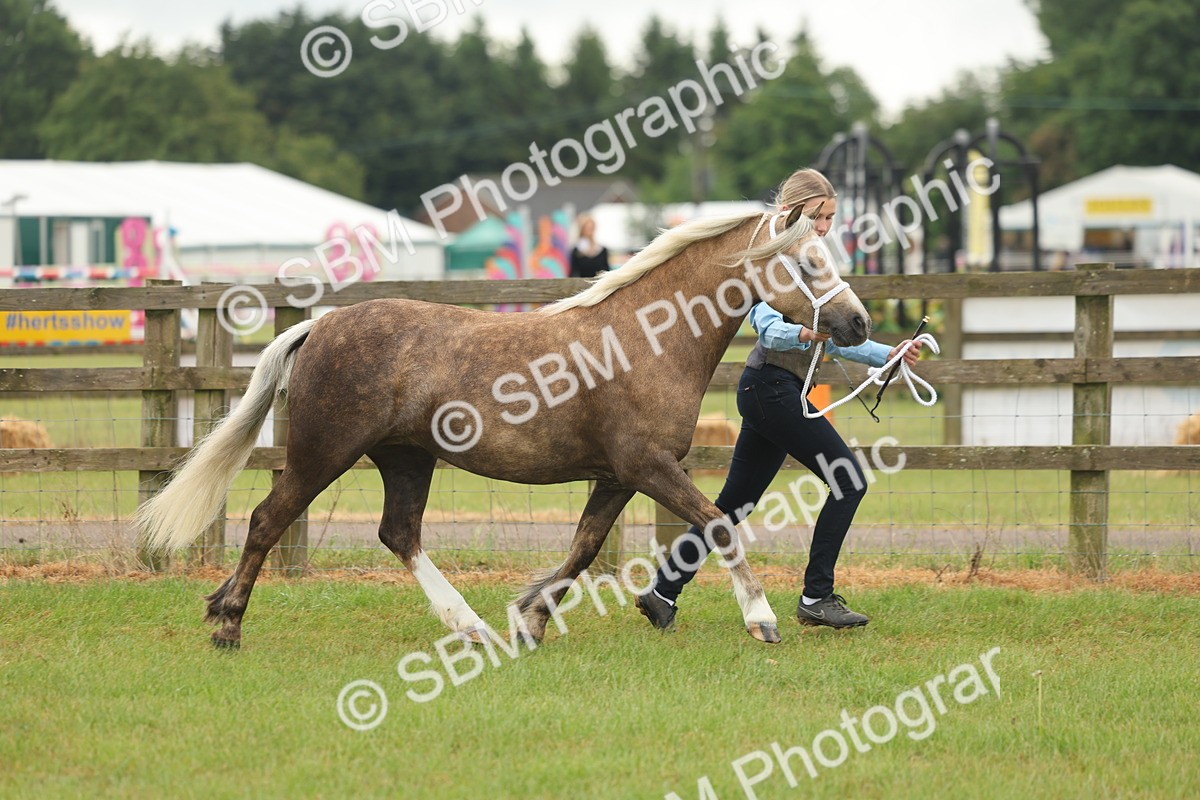 SBM_01544 - Class 50-57 - M&M Welsh Pony In Hand