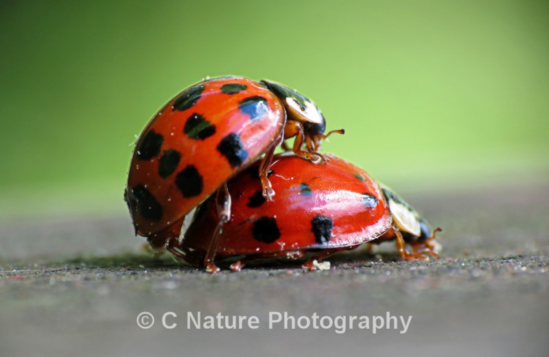 Just Good Friends - Insects & Creepy Crawlies