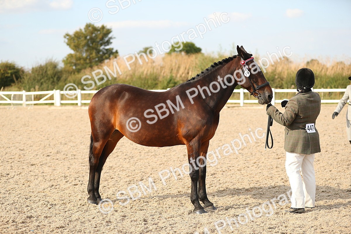 SBM_08594 - Class 28 - IH Veteran Horse