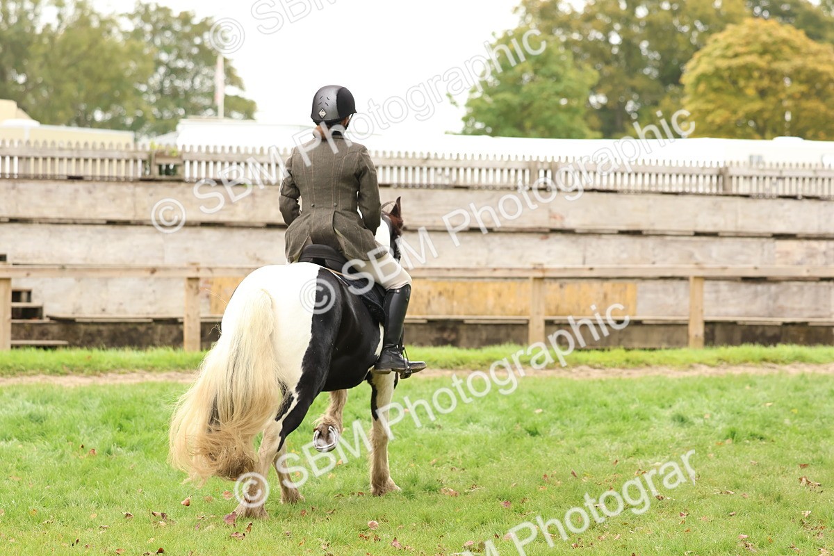 SBM_59924 - S36 - Rehabiliated Rescue Horse & Pony In Hand & Ridden