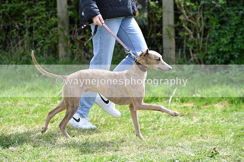 WJ5_9687 - Class 3 Most Handsome Dog