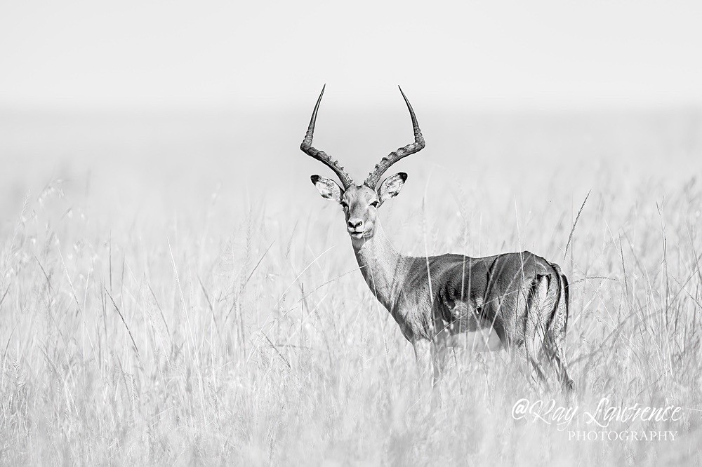 Masai Mara 130223_RLP125700 - Wildlife Fine Art