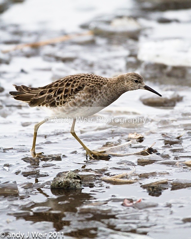 Ruff-1349 - Ruff