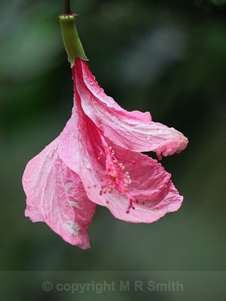 Budding Hibiscus - MACRO & CLOSE UPS 2