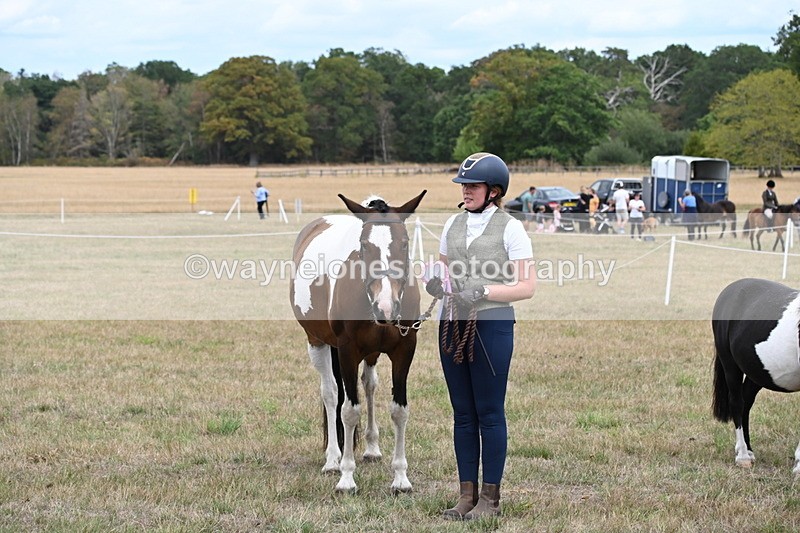 WJ6_5778 - Class 18 In-hand Coloured