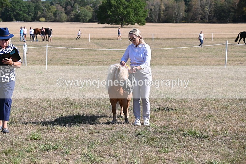 WJ6_7359 - Class 33 Rescue Pony