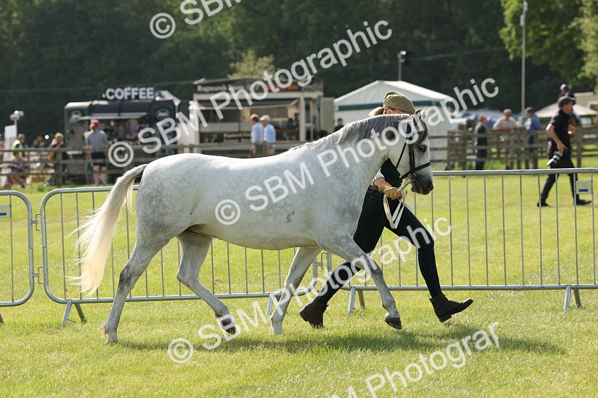 SBM_00742 - Class 6-13 - Mountatin and Moorland In Hand Welsh Breeds
