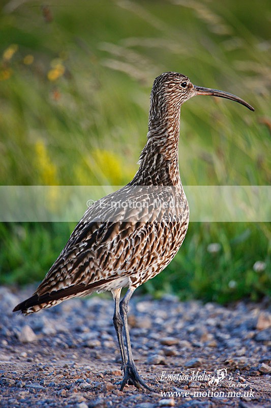 280620 -0079ab - Nature