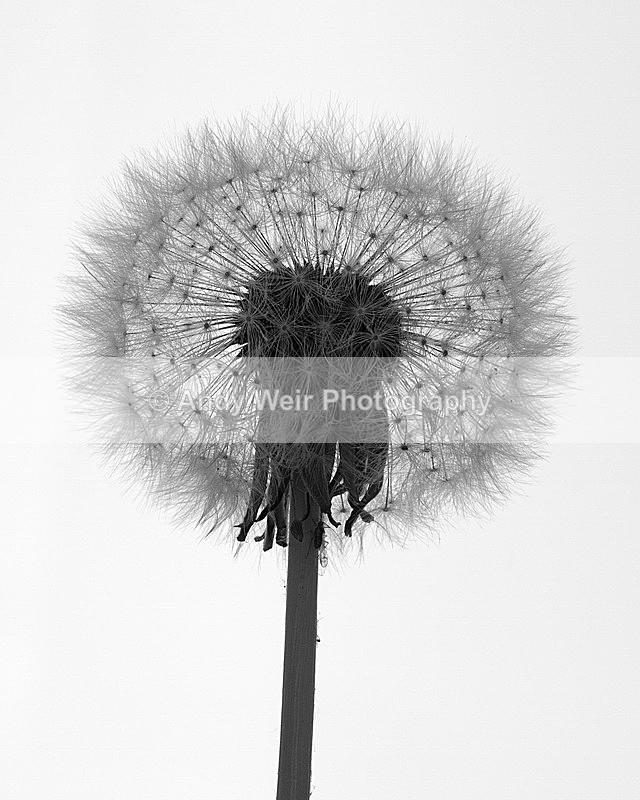 20130526-_MG_3866-1981 - Plants & Flowers