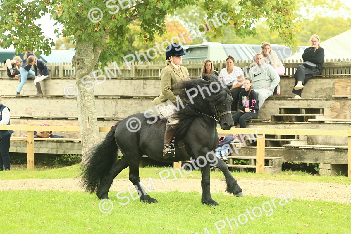 SBM_71941 - S60 - Mountain & Moorland Ridden Large Breeds