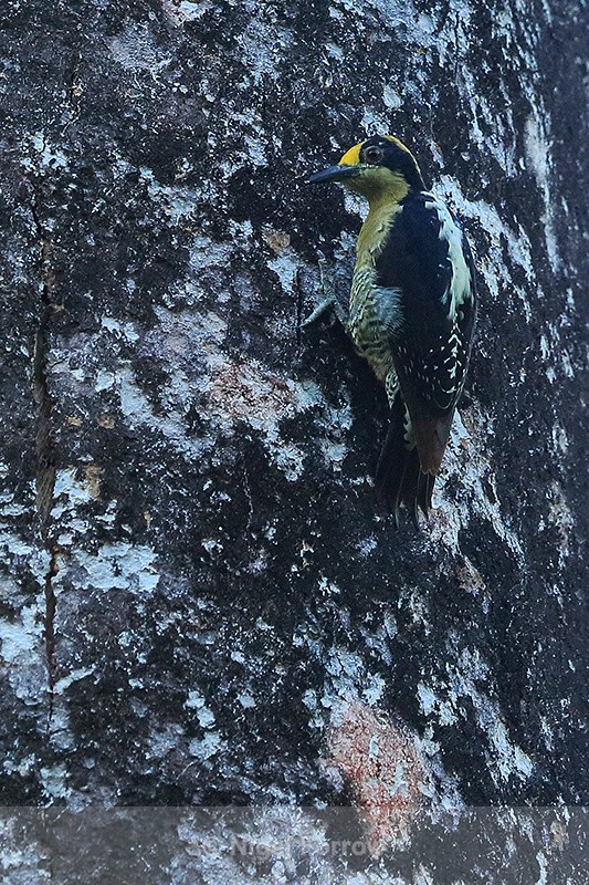Golden-naped Woodpecker (female), Costa Rica - Golden-naped Woodpecker