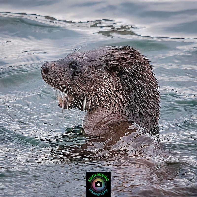DO-20-Oban Bay, Argyll - 'DRATSIE' (AKA Otters)