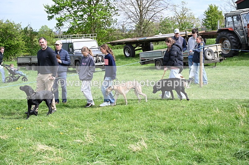 WJ6_8859 - Class 8 Best Working / Gun Dog or Bitch