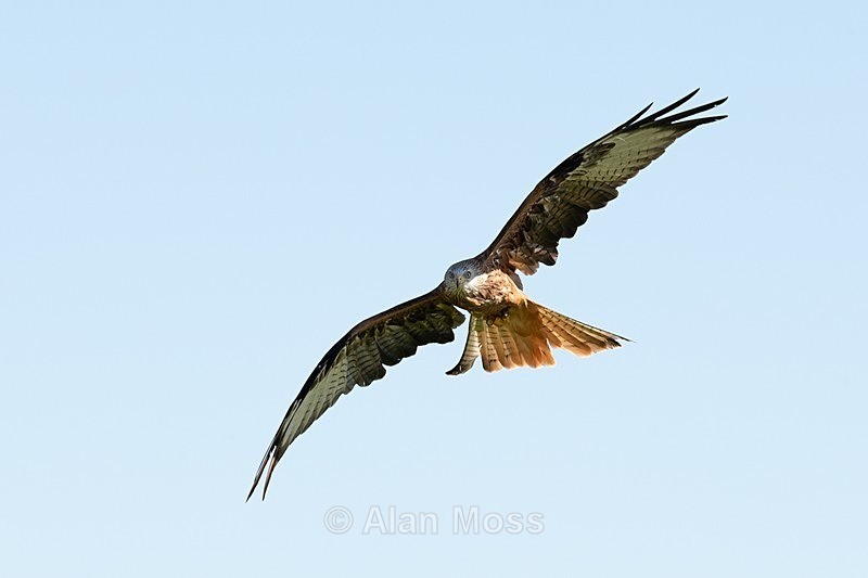 Red Kite 3 - Wildlife