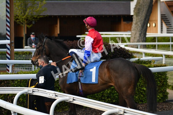 yr13052021r7-6 - Race 7 4.50pm Autohorn Stakes