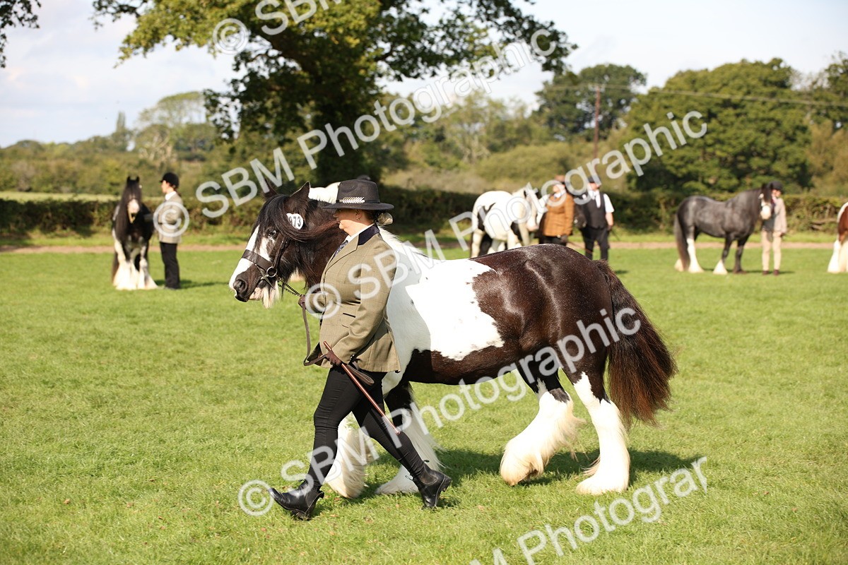 SBM_62232 - S55 - Traditional Cob In Hand