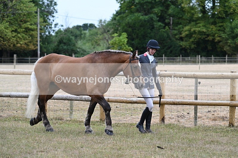 WJ7_8898 - Class 4a Prettiest Mare 14.2hh and over