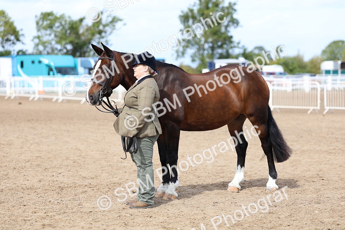 SBM_02391 - Class 19 - Horse or Pony Judge would most like to take home