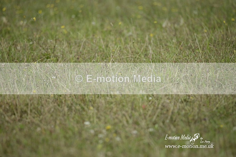 BVRC 030721 685 - Bourne Valley Riding Club Dressage 03/07/21