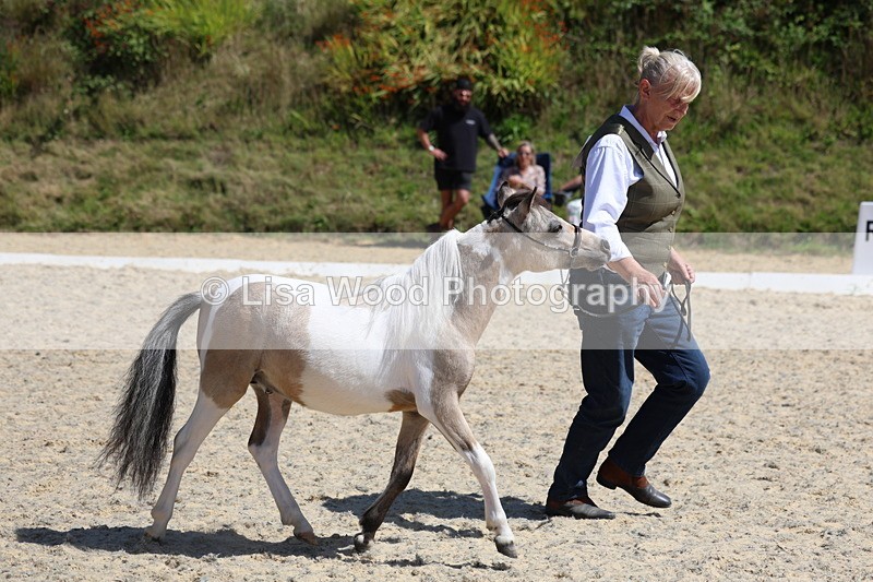 3E7A9487 - Class 30: Mnititature Horse