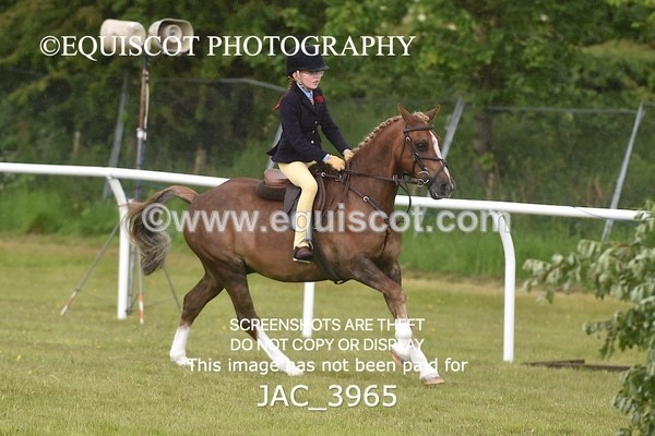 JAC_3965 - 55cm WORKING HUNTER