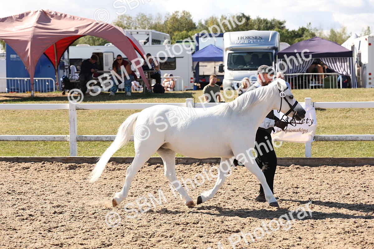 SBM_13898 - Class 205 - IH Show Pony - Show Hunter Pony