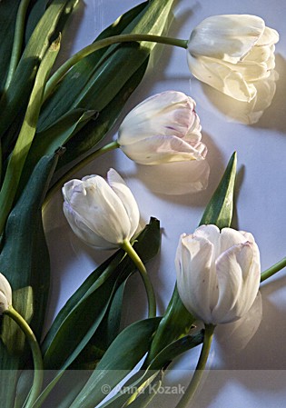White tulips crosslit - Flowers