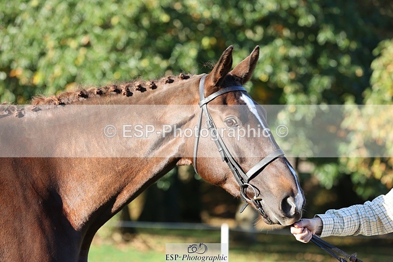 241027-084445-14787 - 315-Andrew.Winterton-STALLONE