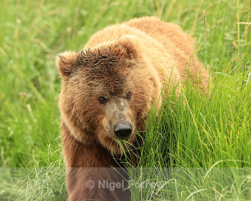 Brown Bear (female) grazing, Silver Salmon Creek, Alaska - Brown Bear