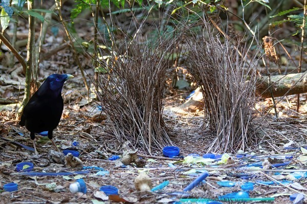  - Australian Birds