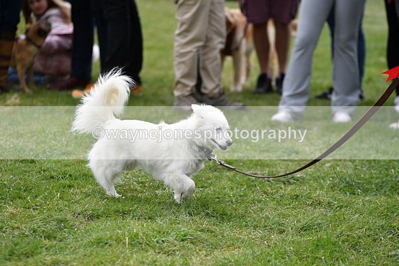 WJ5_9415 - Class 1 Best Cross Breed / Heniz 57