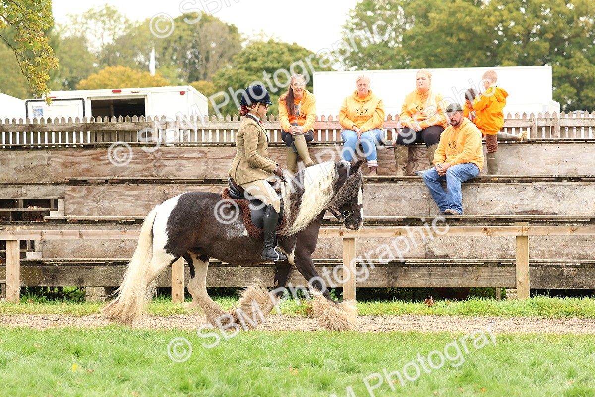 SBM_59897 - S36 - Rehabiliated Rescue Horse & Pony In Hand & Ridden