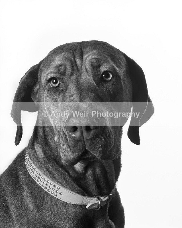 20110205-IMG_0796 - Pets