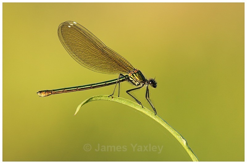 Banded Damoiselle on Teasel Leaf - The British Wildlife Photography Awards 2009 to 2014