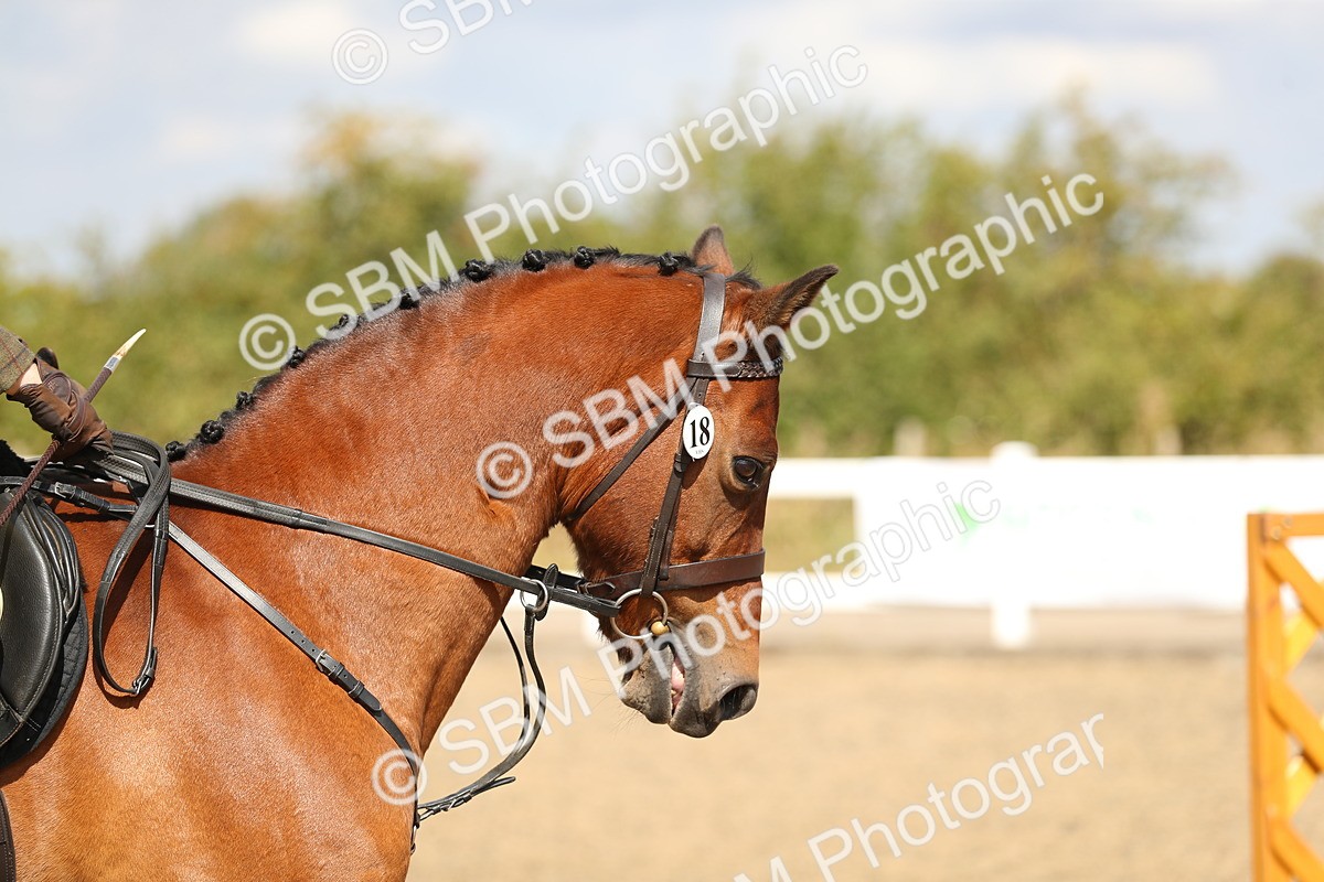 SBM_04225 - Class 46a Style & Performance 50cm (15-19)