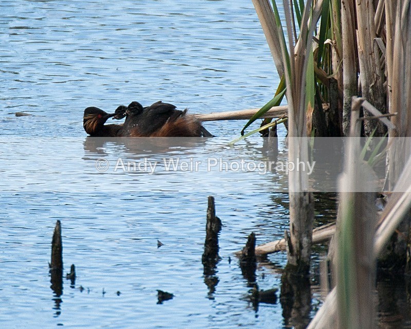20080625- 023 - Black-necked Grebe