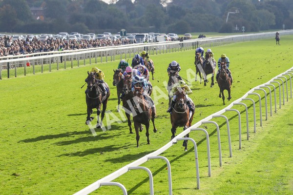 121024-Race 2-Bolster-7241 - Race 2 2.05pm Coral Daily Rewards Shaker Handicap