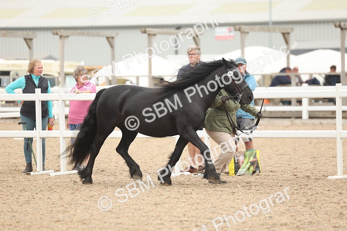 SBM_19248 - Class 317 - IH Pure Bred Horse-Pony