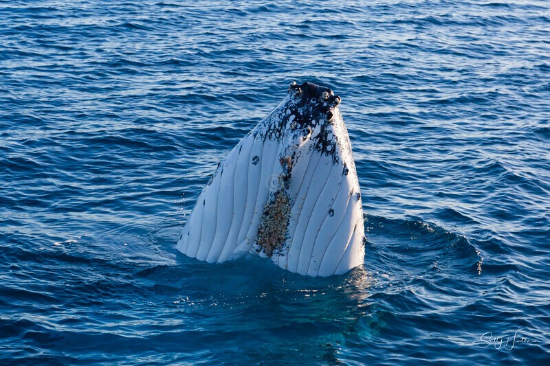 _16A2322 - 2024 Hervey Bay Whales