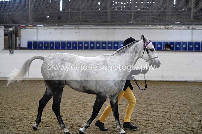 WJ5_4483 - Class 3 Part Bred In hand