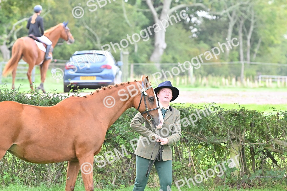 SBM_57564 - S46 - Part Bred Arab & Native Pony In Hand