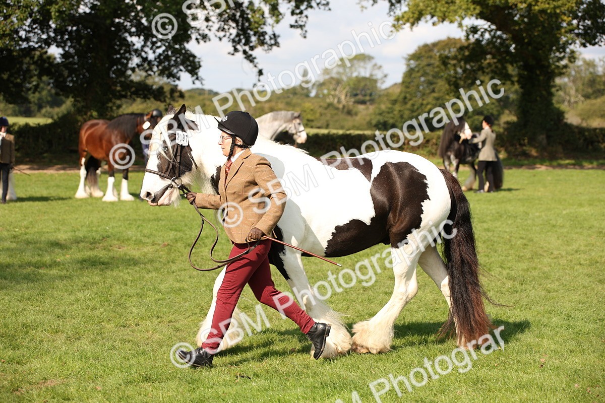 SBM_62261 - S55 - Traditional Cob In Hand