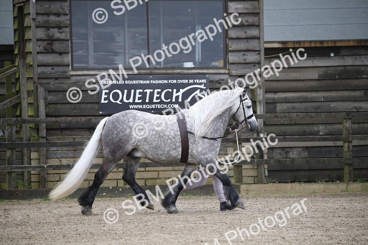 SBM_004056 - Class 1-4 - Young Stock classes Inc. In Hand Championship