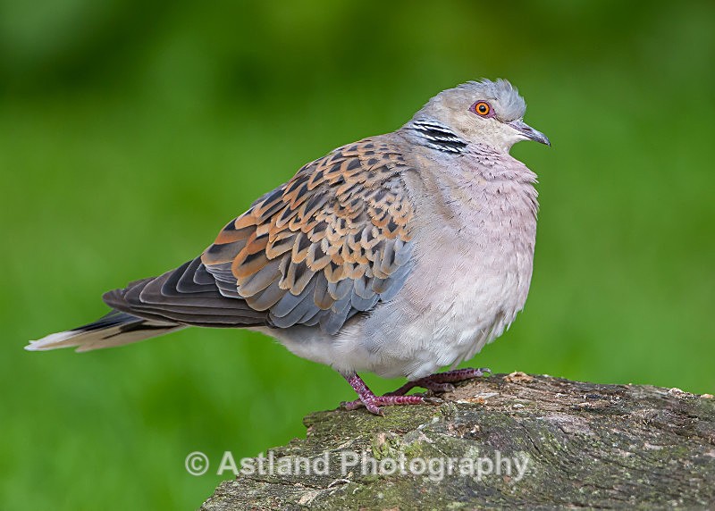 Astland Photography, Bird and Wildlife Images, Susan and Peter Wilson, U.K.