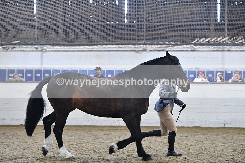 WJ5_4724 - Class 3 Part Bred In hand